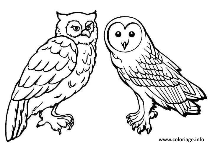 Dessin chouette et hibou oiseau de meme famille Coloriage Gratuit à Imprimer