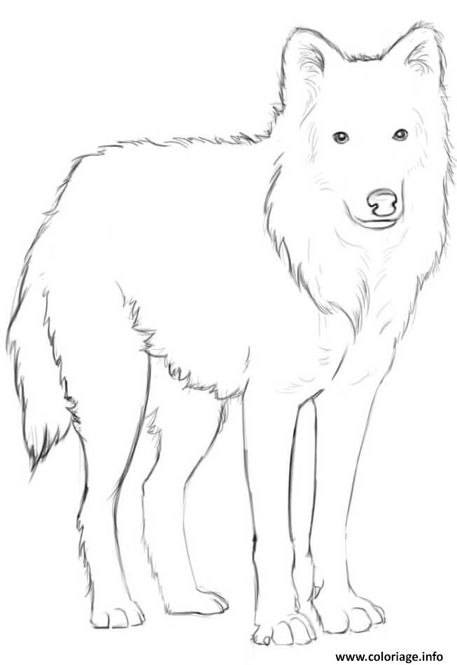 Dessin loup arctique par NatalieTam Coloriage Gratuit à Imprimer