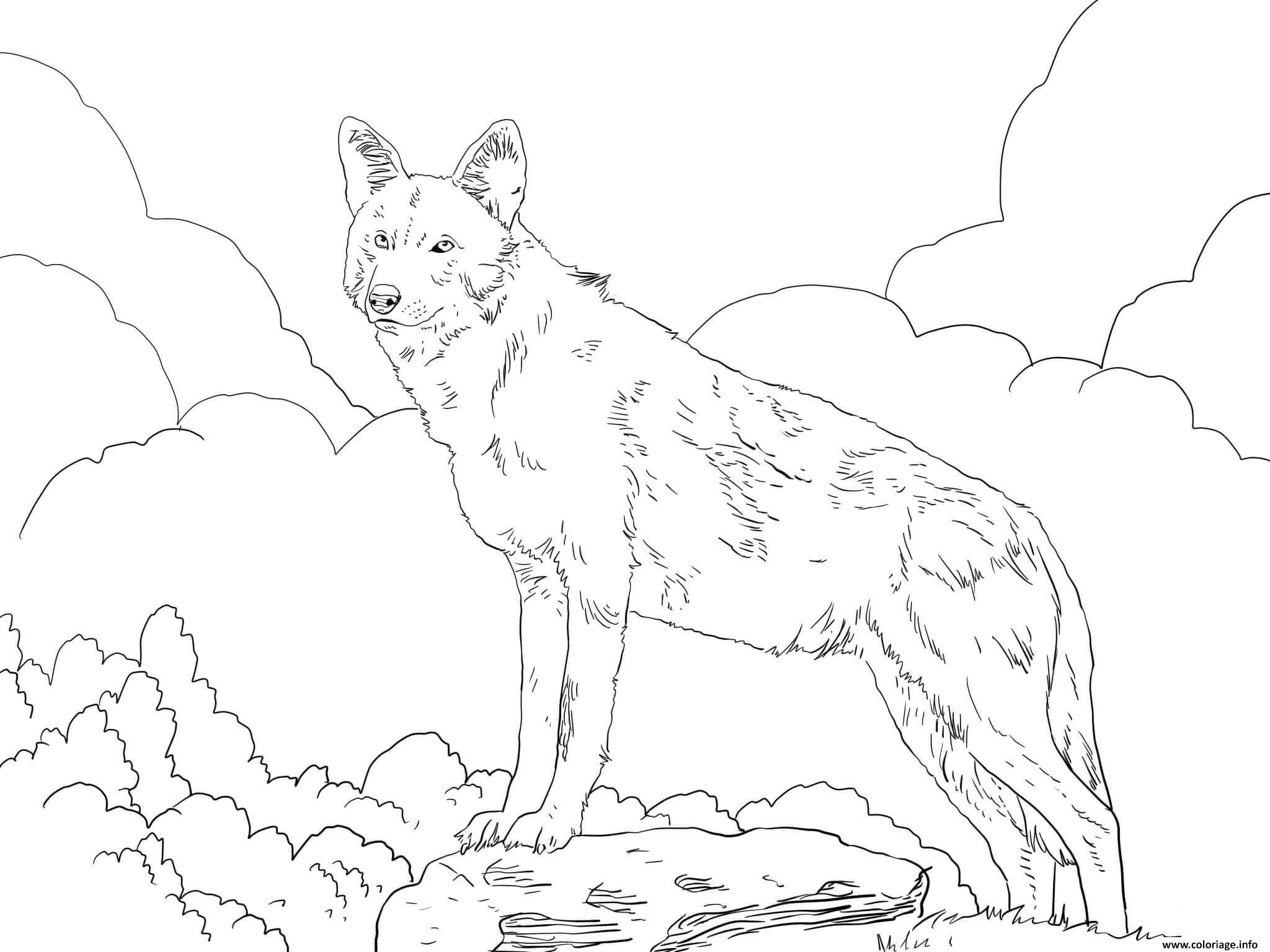 Dessin loup rouge amerique du nord Coloriage Gratuit à Imprimer