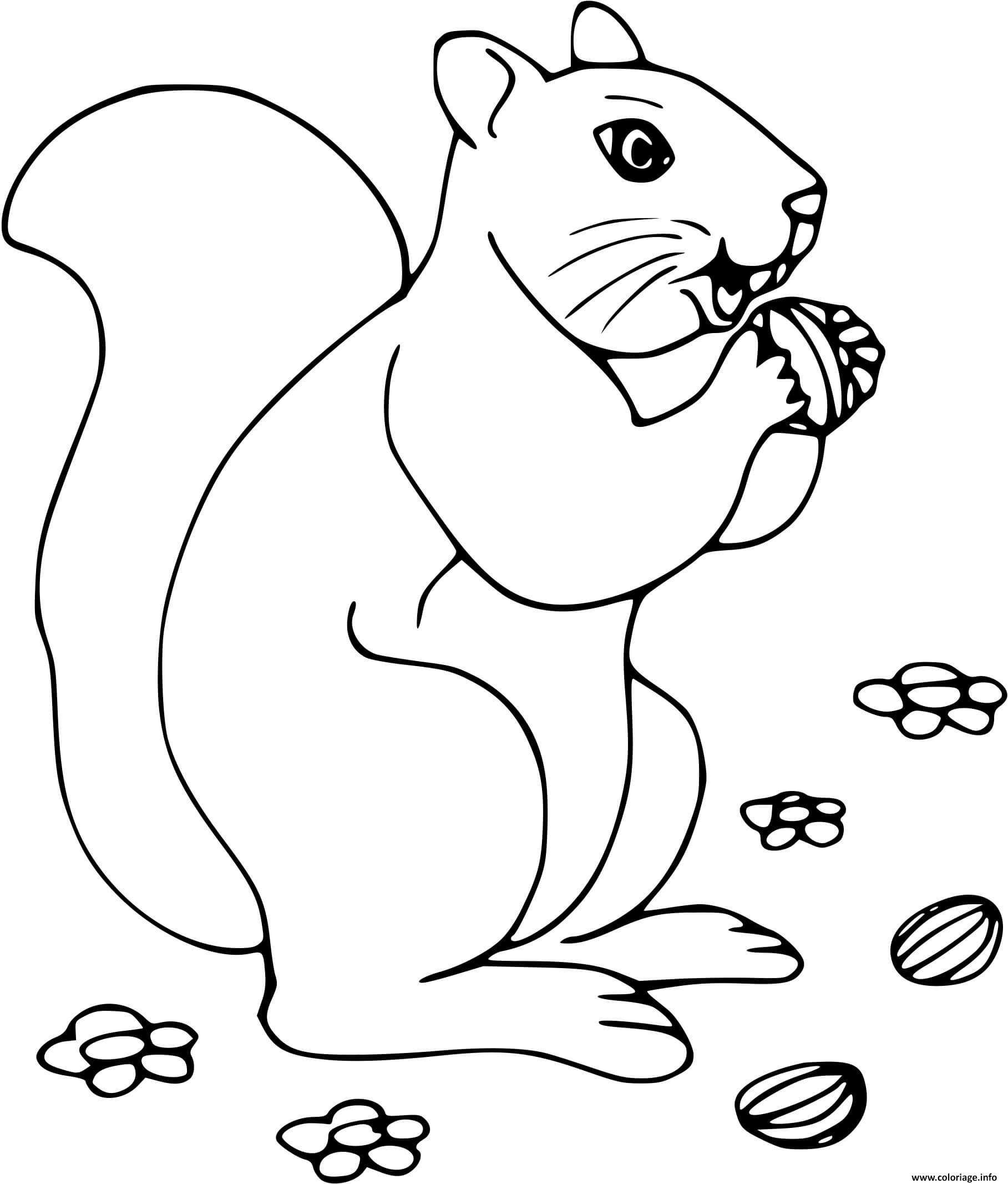 Dessin ecureuil adore les noisettes Coloriage Gratuit à Imprimer