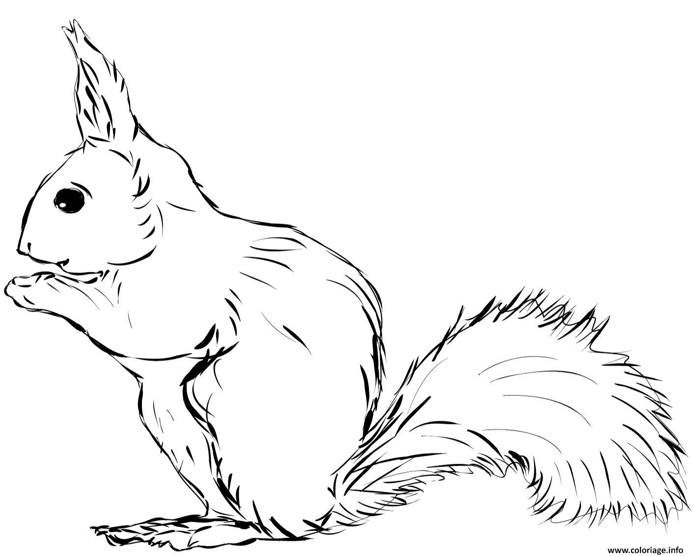 Dessin ecureuil realiste petit animal Coloriage Gratuit à Imprimer