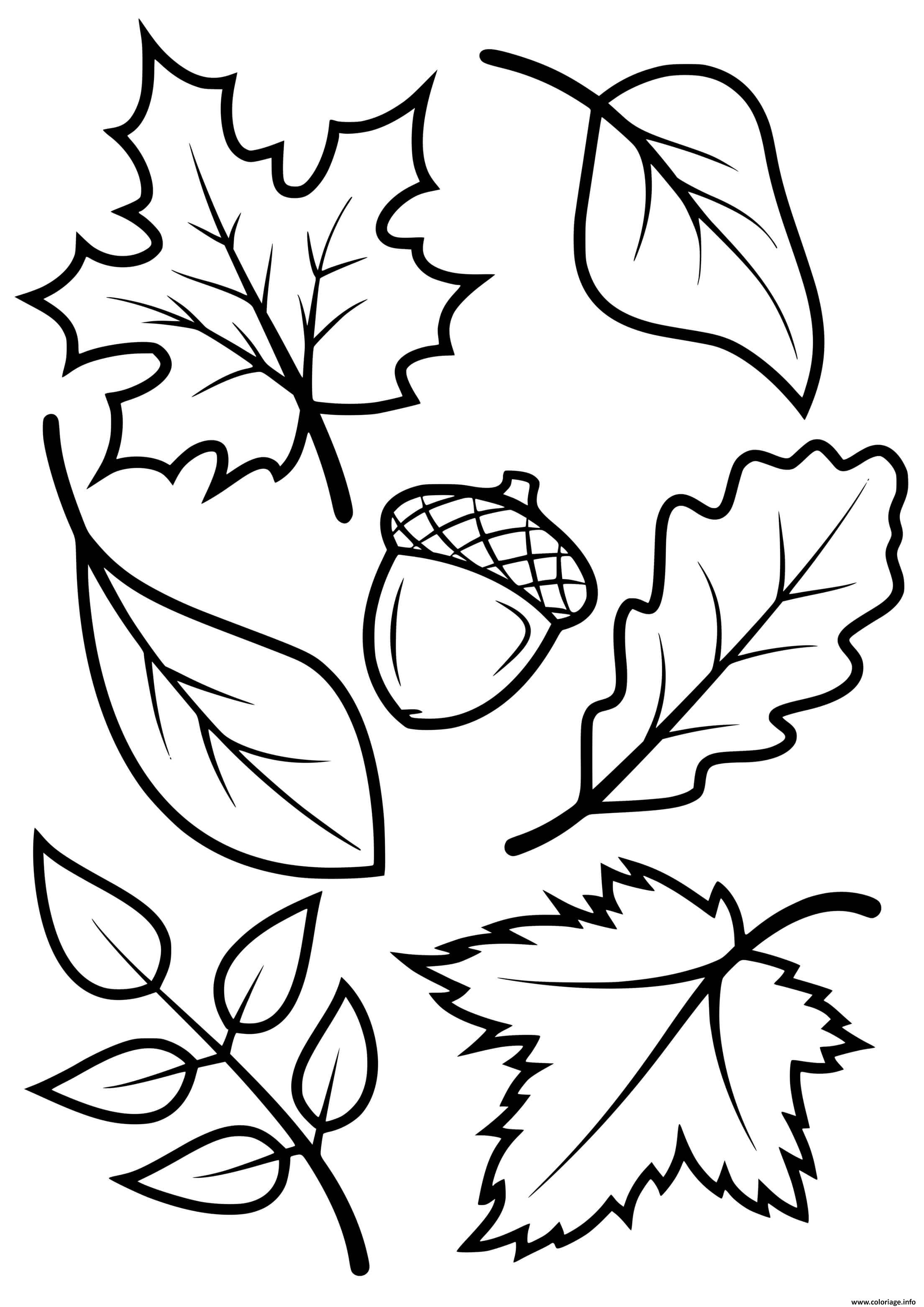 Dessin Automne Facile Coloriage feuilles automne arbres erable hetre chene - JeColorie.com