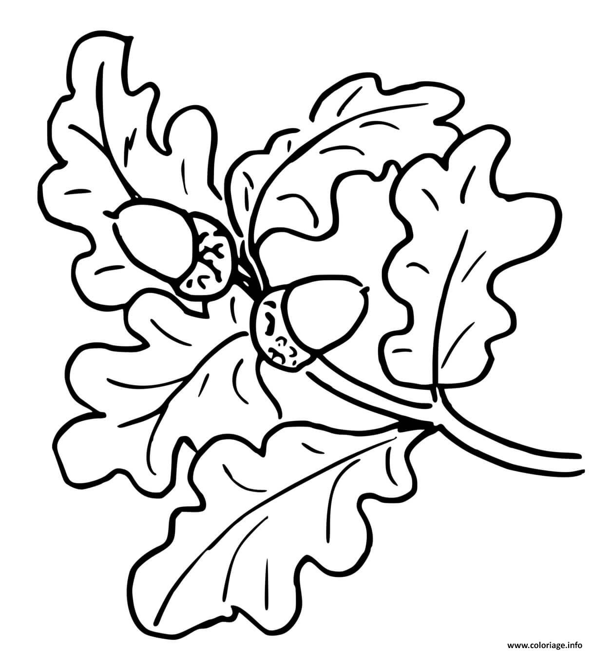 Dessin branche arbre chene feuilles autonme Coloriage Gratuit à Imprimer