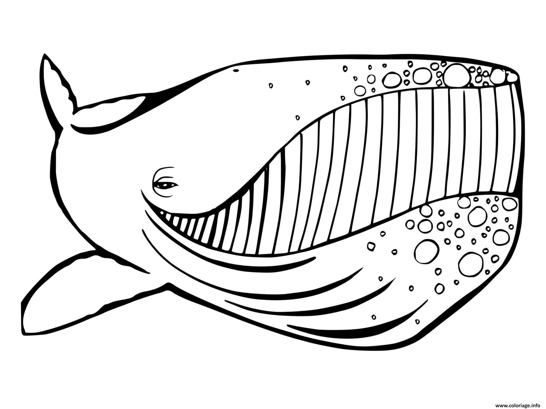 Dessin baleine avec un grand sourire Coloriage Gratuit à Imprimer