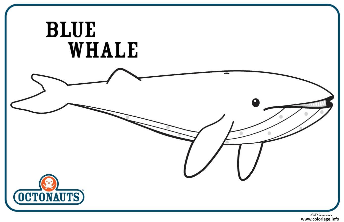 Dessin blue whale Coloriage Gratuit à Imprimer