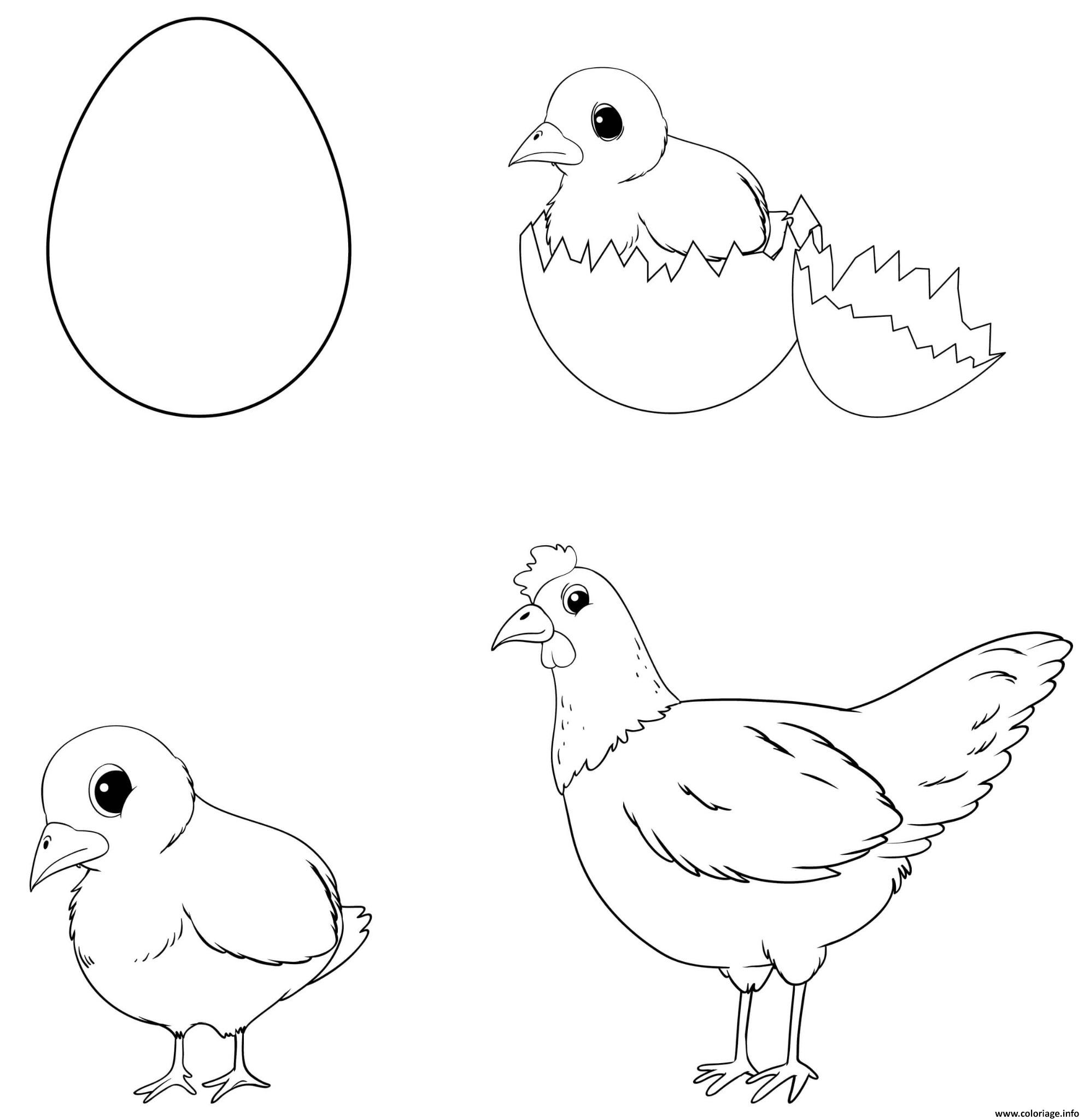 Dessin evolution oeuf poussin poule dessin Coloriage Gratuit à Imprimer