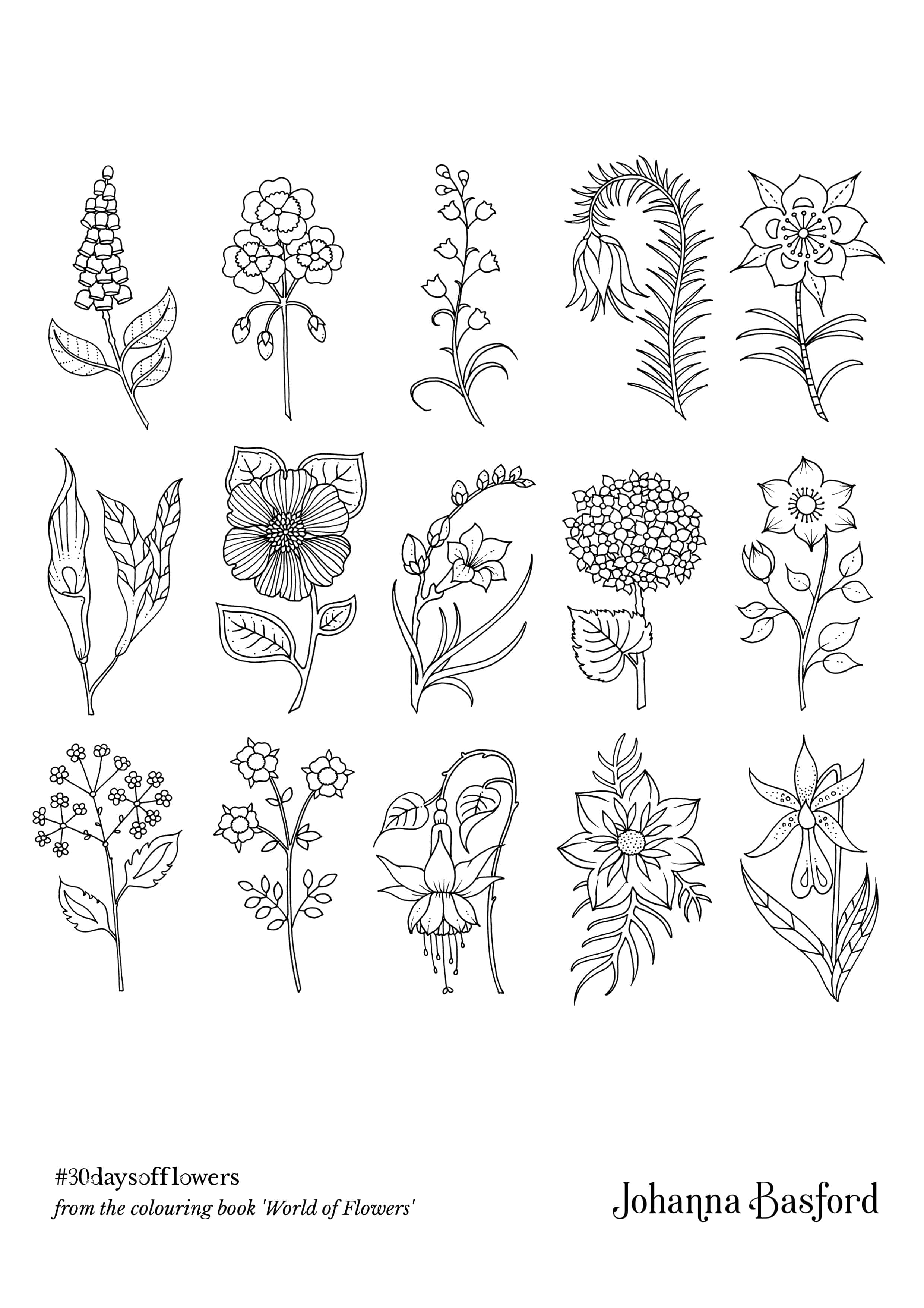 Coloriage Floraison luxuriante - Composition florale complexe - Adulte par johanna basford à imprimer