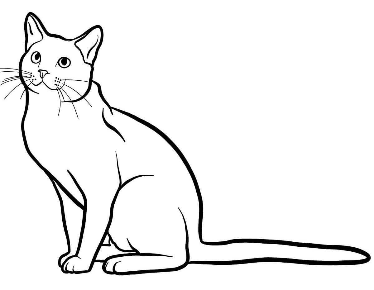 Coloriage Bleu Russe Est Un Chat Originaire Des Pays Scandinaves Comme La Russie - Chat à imprimer
