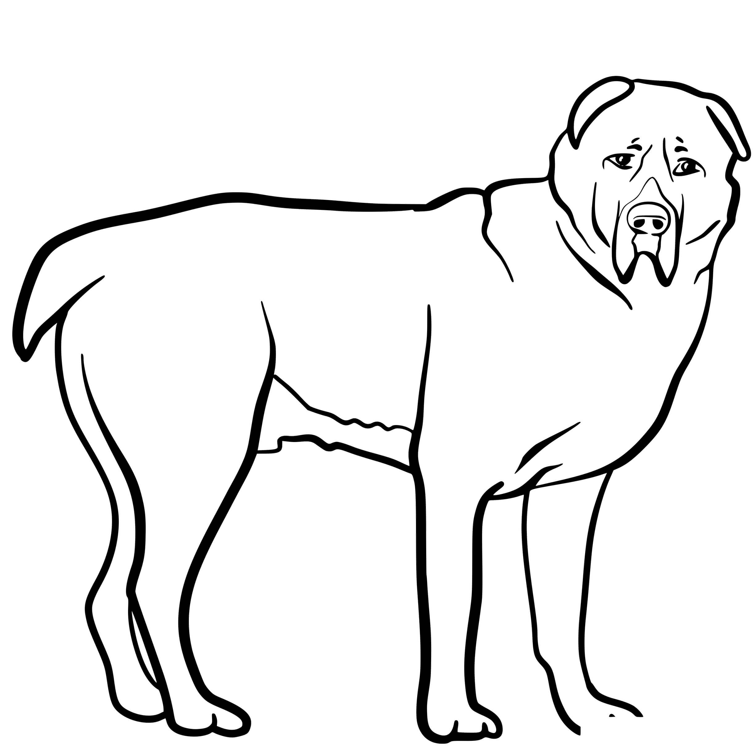 Coloriage Central Asian Shepherd Dog - Chien à imprimer
