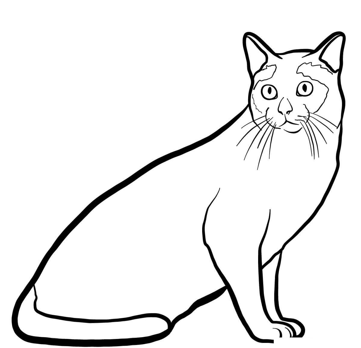Coloriage Chat Tonkinois Est Issu D'Un Mixe Entre Siamois Et Burmese - Chat à imprimer