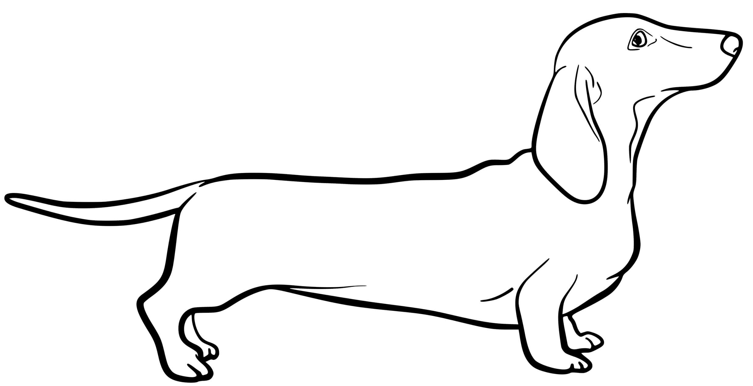 Coloriage Dachshund Dog - Chien à imprimer