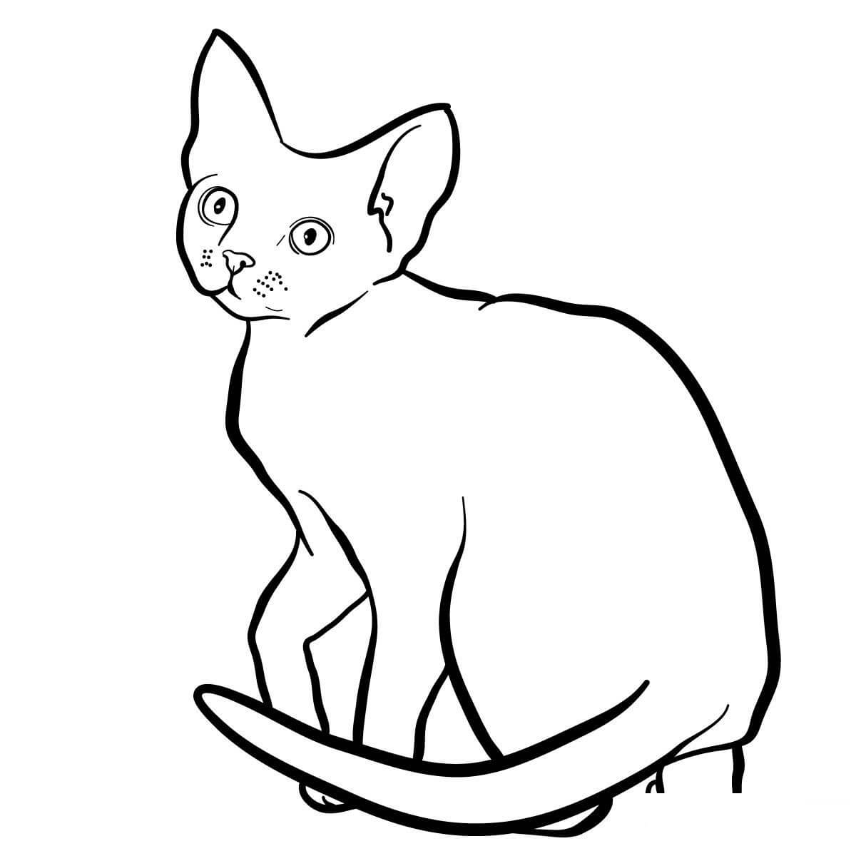 Coloriage Devon Rex Est Un Chaton Avec Une Fourrure Bouclee Et Orignaire Du Royaume Uni - Chat à imprimer