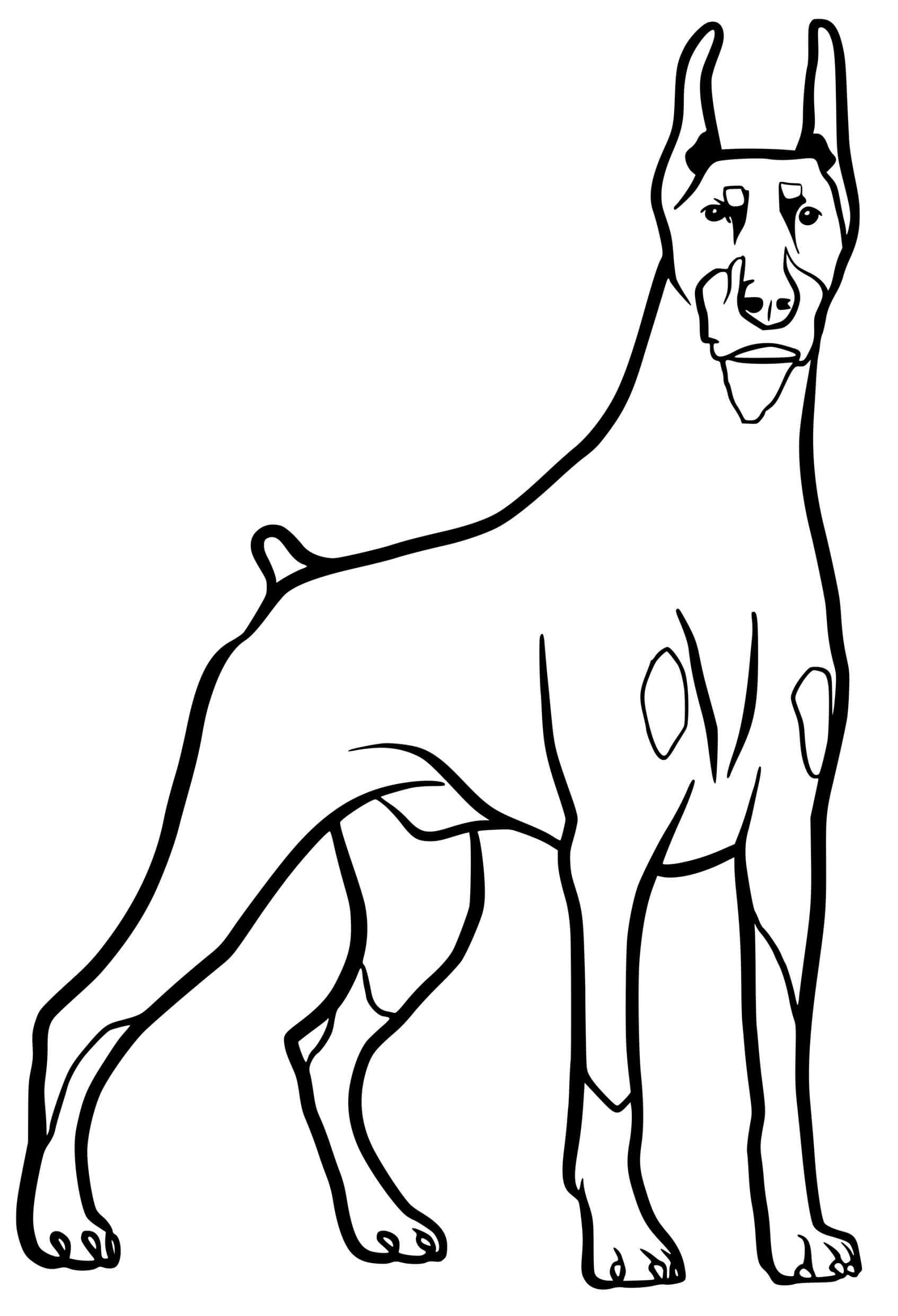 Coloriage Dobermann Dog - Chien à imprimer
