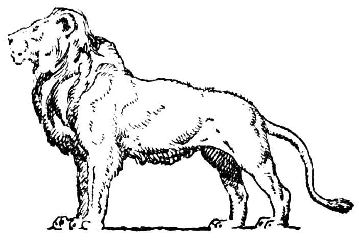 Coloriage Lion d'Afrique de l'Est Majestueux - Lion à imprimer