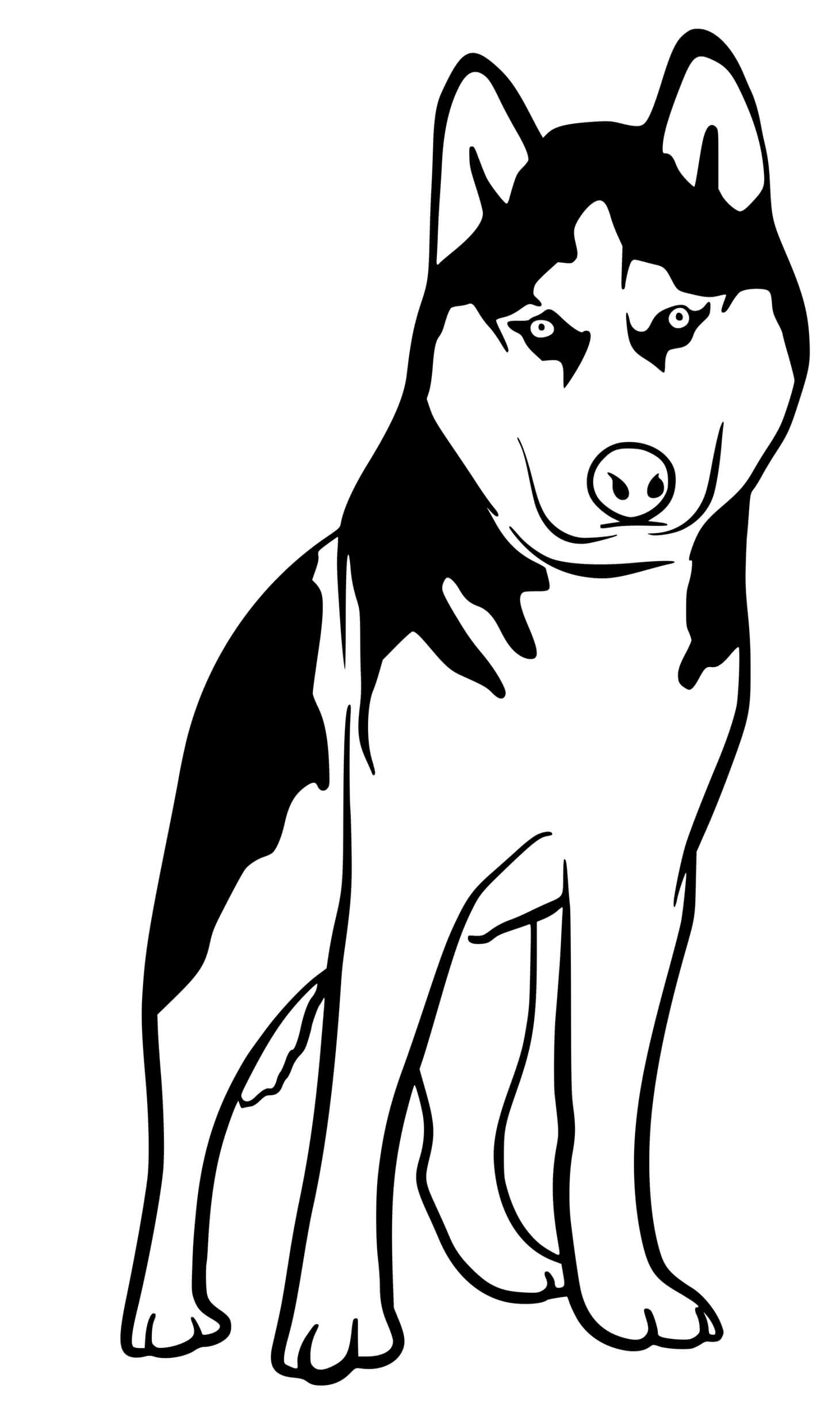Coloriage Husky expressif à colorier - Chien à imprimer