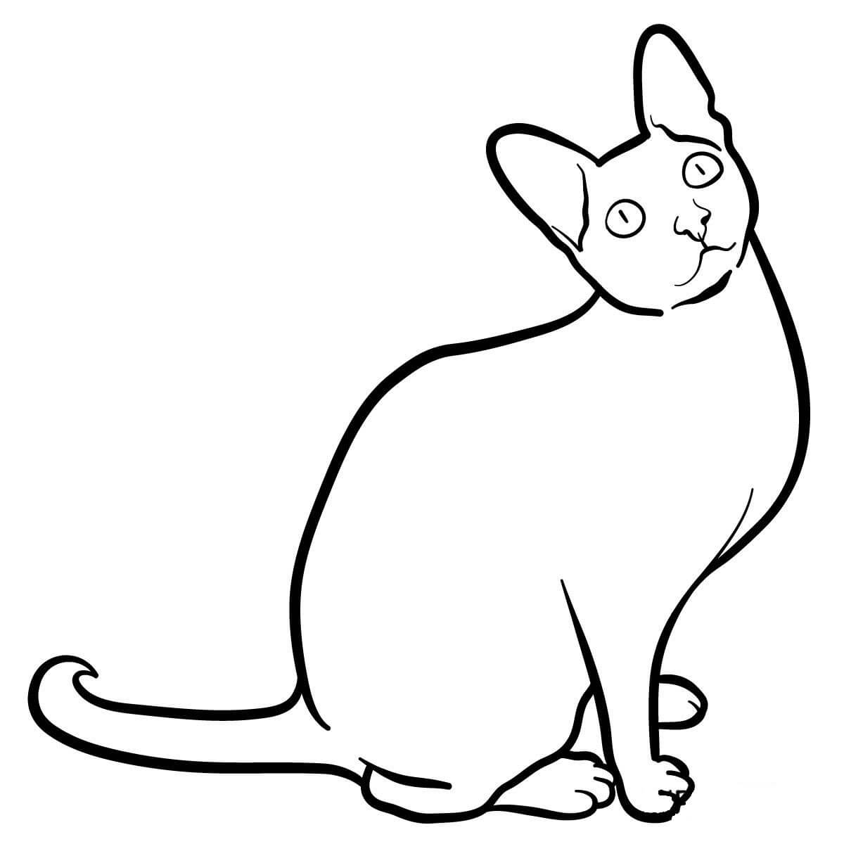Coloriage Le Chat Cornish Rex Appele Rex De Cornouailles Est Une Race De Chat Originaire Du Royaume Un - Chat à imprimer