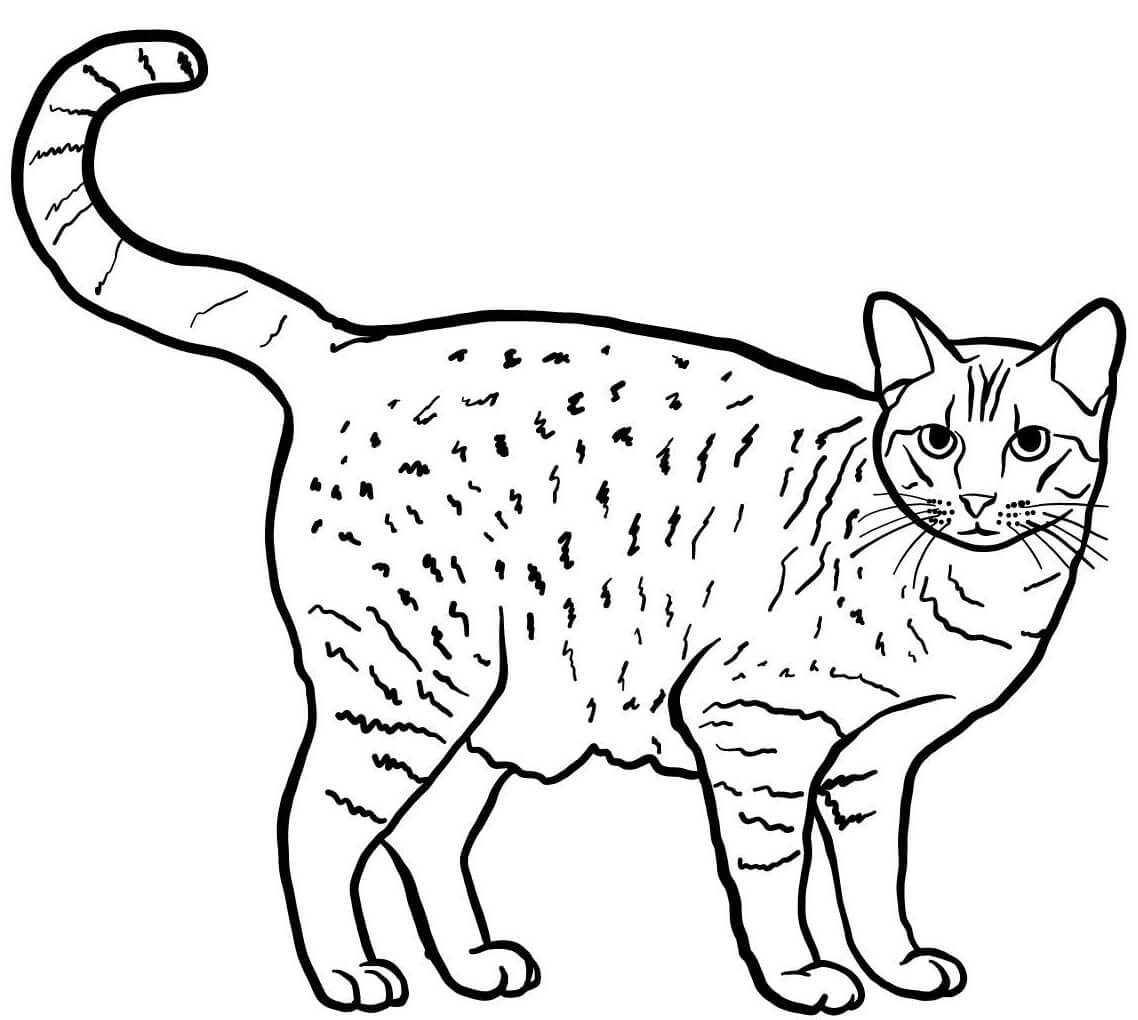 Coloriage Ocicat Est Un Chat Originaire Des États Unis Et Est Caracterise Par Une Couleur Fauve Tachetee - Chat à imprimer