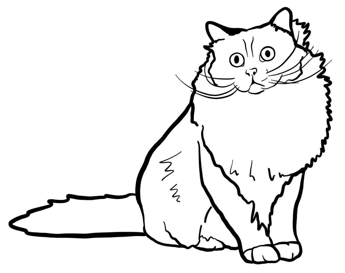 Coloriage Originaire De La France Le Chat Sacre De Birmanie Possede Un Poil Mi Long Et Des Pieds D'Un Blanc Pur - Chat à imprimer