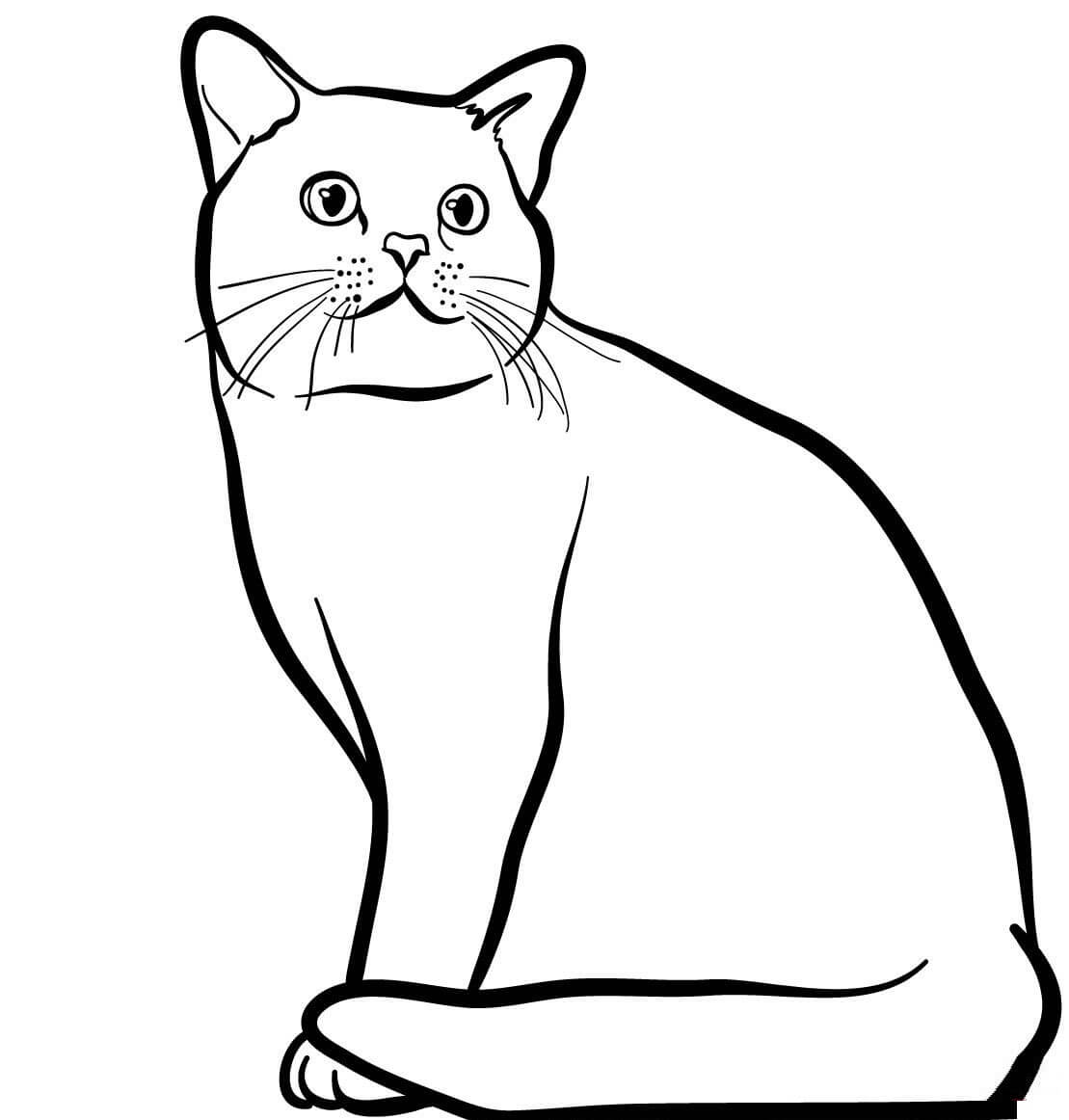 Coloriage Poil Court Et Lustre Le Chat American Shorthair Est Originaire Des États Unis - Chat à imprimer