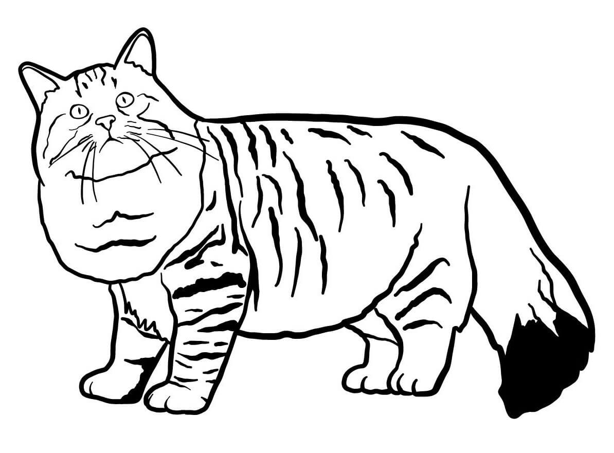 Coloriage Silhouette En Tonneau Et Des Poils Mi Longs Le Chat Siberian Est Originaire De La Russie - Chat à imprimer