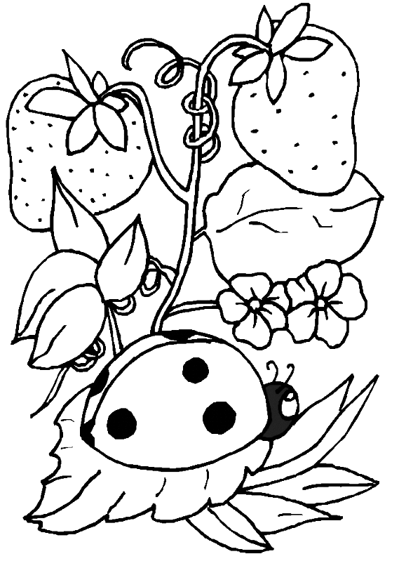 Coloriage Une Coccinelle Avec Des Fraises - Coccinelle à imprimer