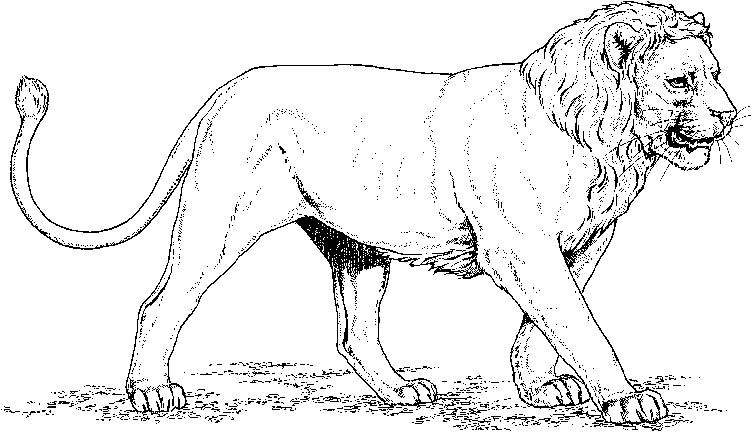 Coloriage West African Lion - Lion à imprimer