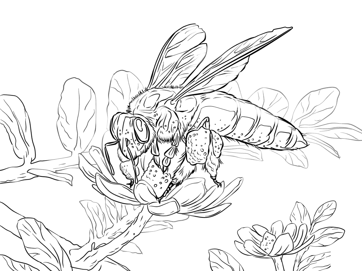 Coloriage Abeille Geante Réaliste - Abeille à imprimer