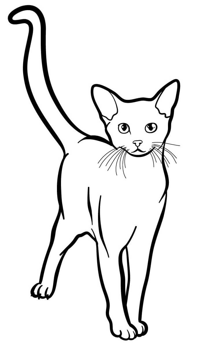 Coloriage Abyssinian Est Un Chat Originaire D'Asie Aussi Appele Bunny Cat Abyavec Des Yeux De Couleur Vert Ou Or - Chat à imprimer