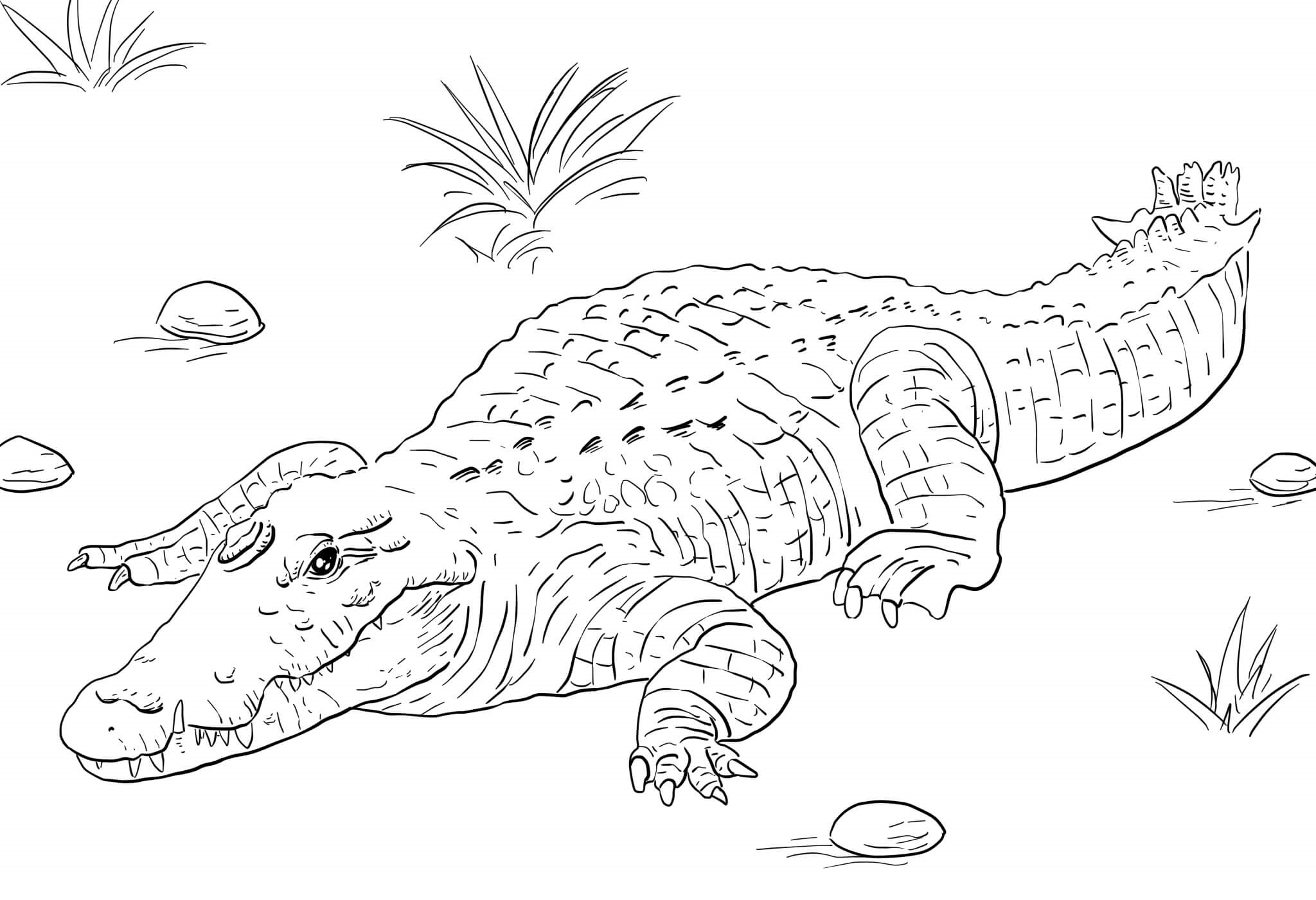 Coloriage Afrique Nile Crocodile - Crocodile à imprimer
