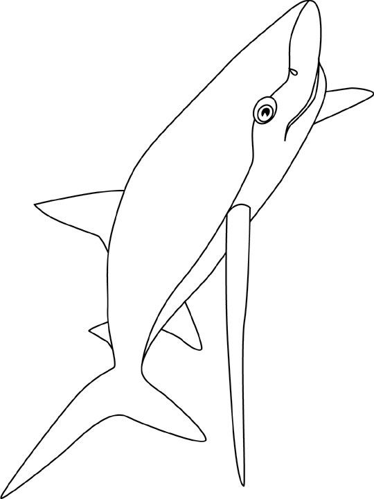 Coloriage Aigrefin Bleu - Poisson à imprimer