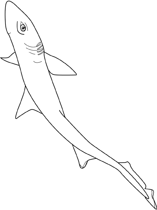 Coloriage Aigrefin Chien Mer - Poisson à imprimer