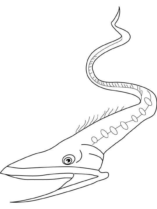 Coloriage Anguille Gulper - Poisson à imprimer