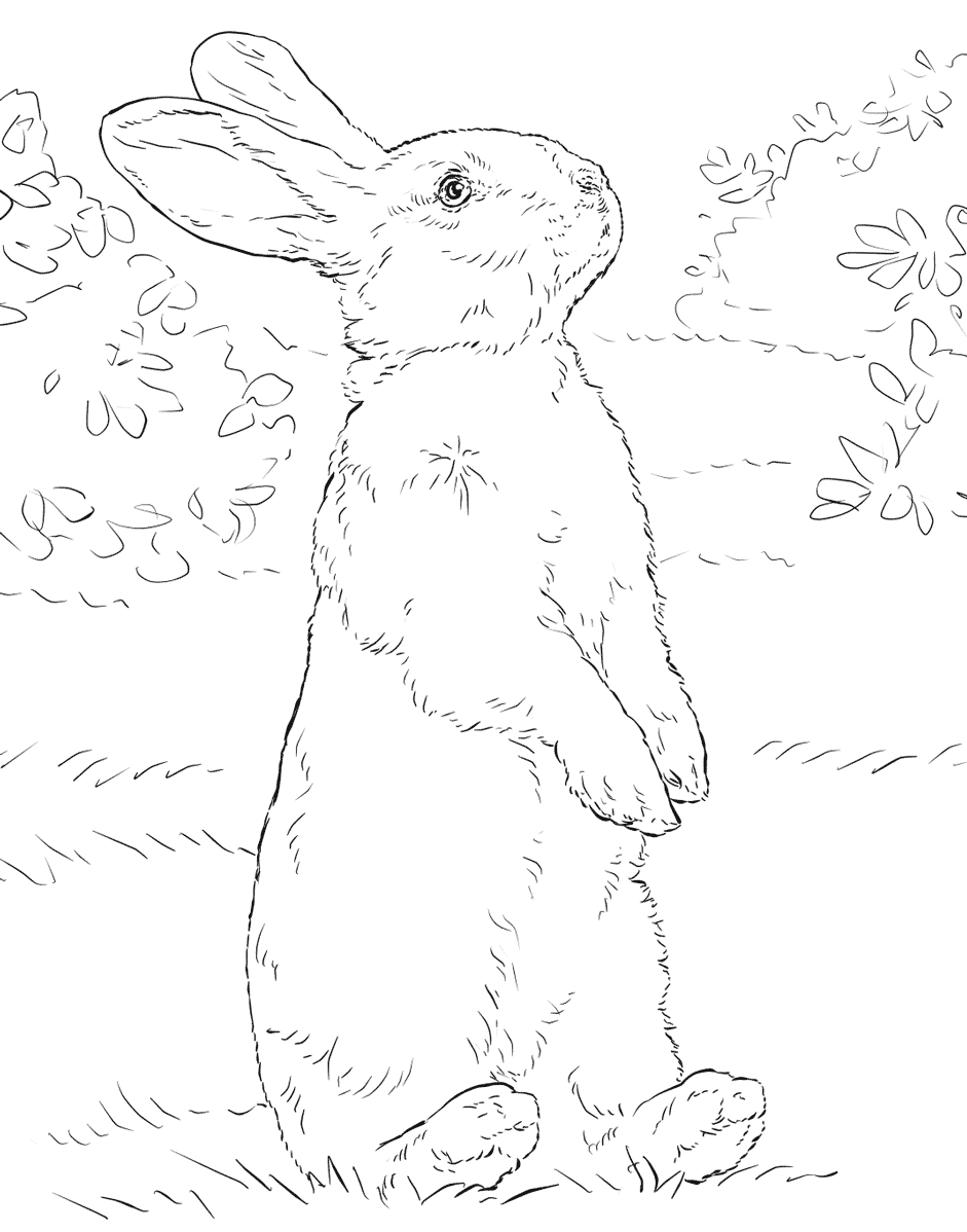 Coloriage Animaux Lapin Réaliste - Lapin à imprimer
