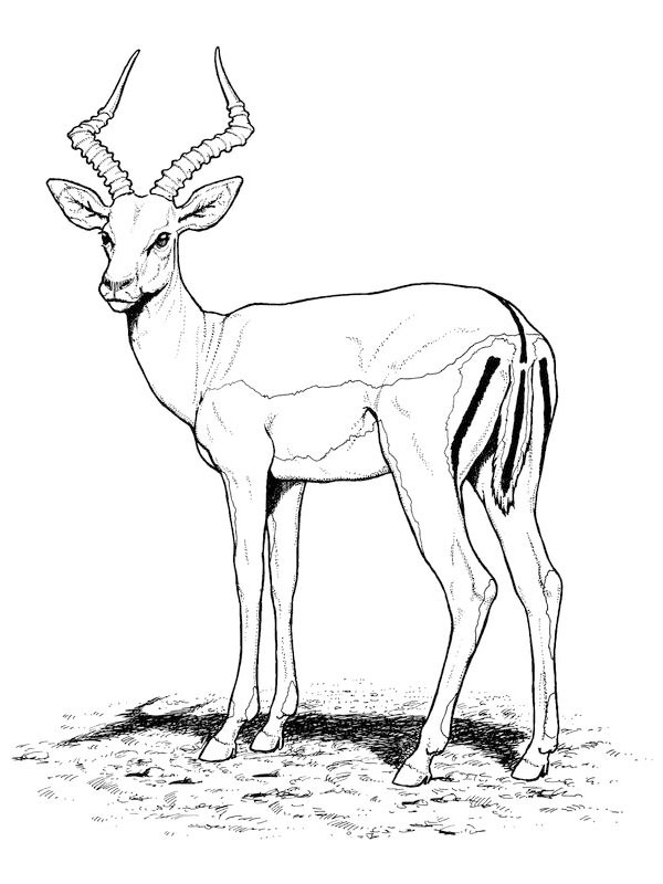 Coloriage Antilope Animal Sauvage Très Craintif - Animaux sauvages à imprimer