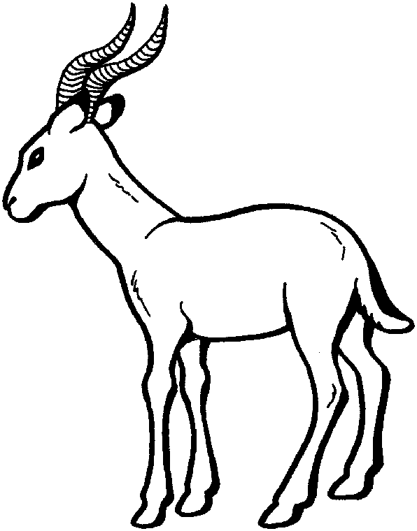 Coloriage Antilope - Animaux sauvages à imprimer