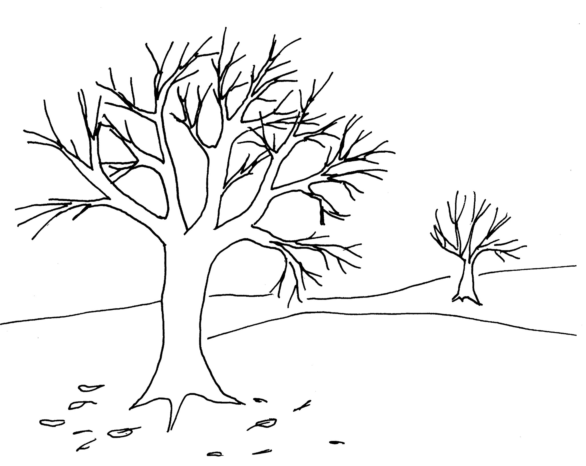 Coloriage Majestueux chêne aux branches étendues - Arbre à imprimer