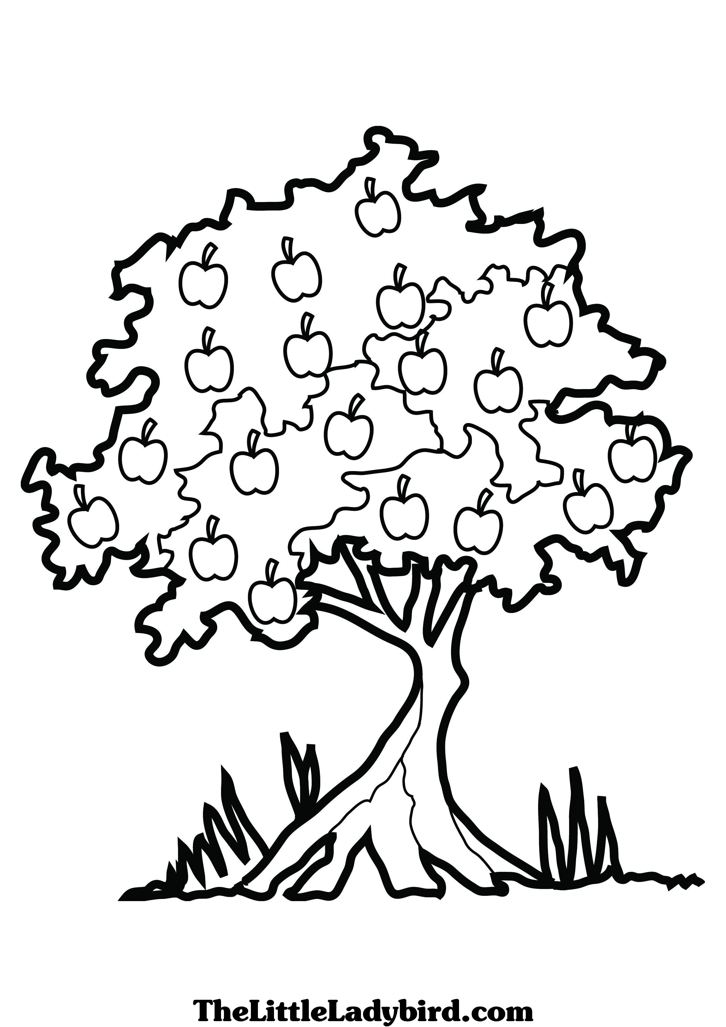 Coloriage Bouleau gracieux avec feuillage abondant - Arbre à imprimer