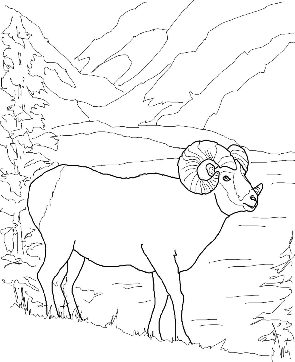 Coloriage Argali Mouflon Mouton De Montagne - Mouton à imprimer