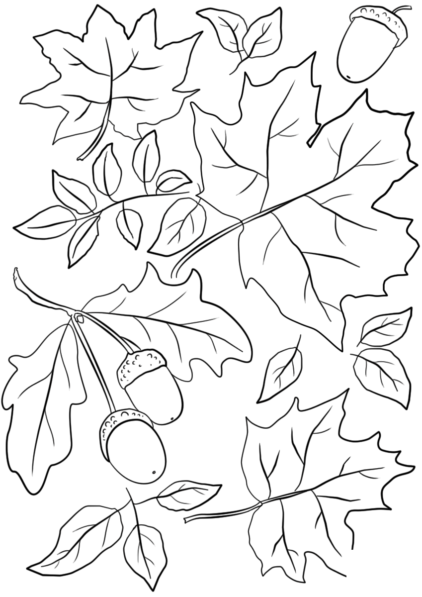 Coloriage Automne Feuilles And Acorns Fall - Feuille automne à imprimer