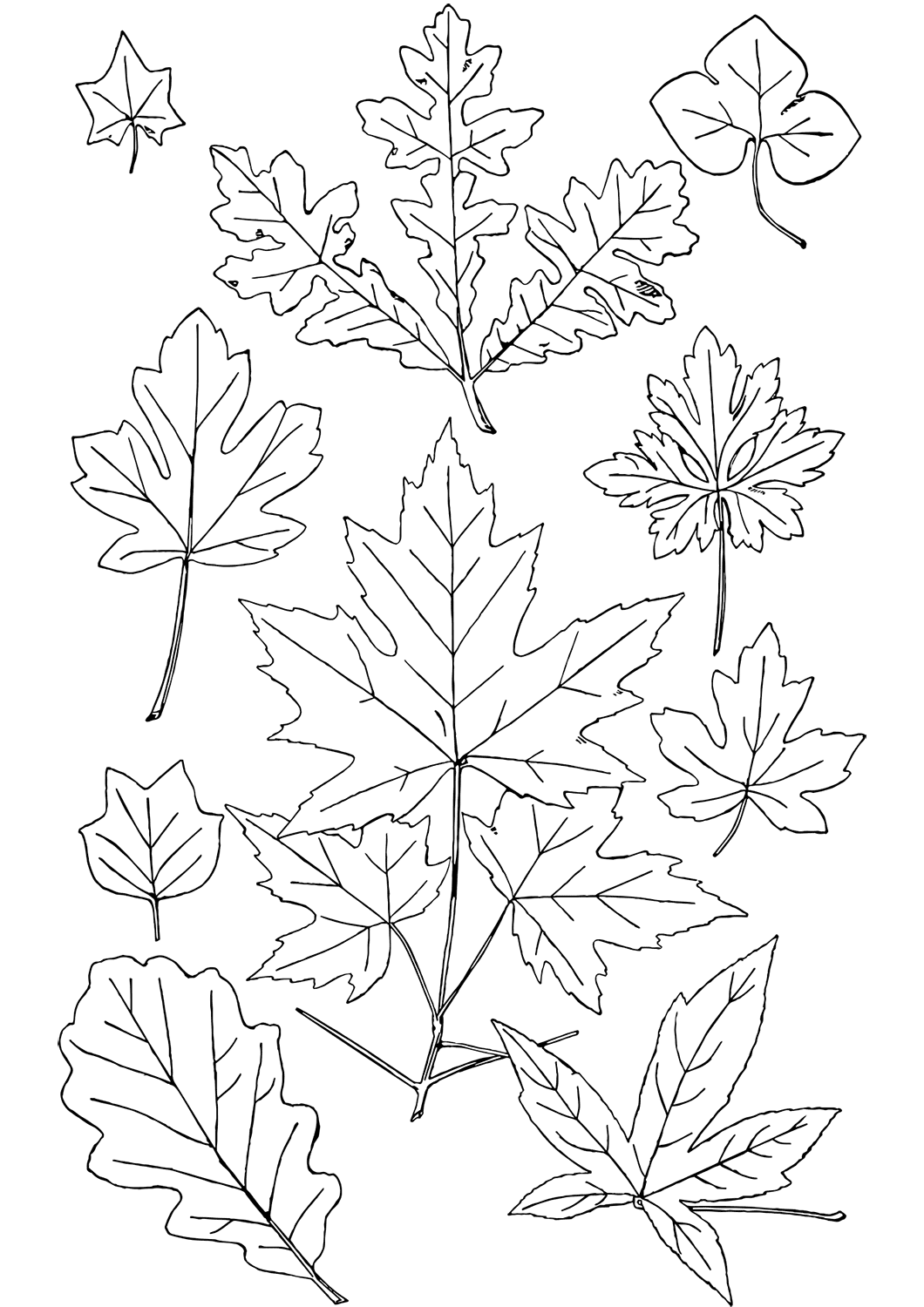 Coloriage Automne Feuilles - Feuille automne à imprimer