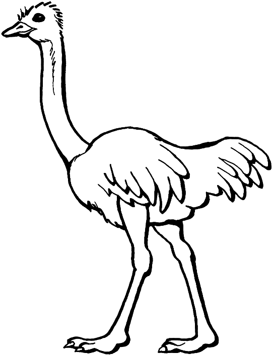 Coloriage Autruche D'Afrique - Animaux à imprimer