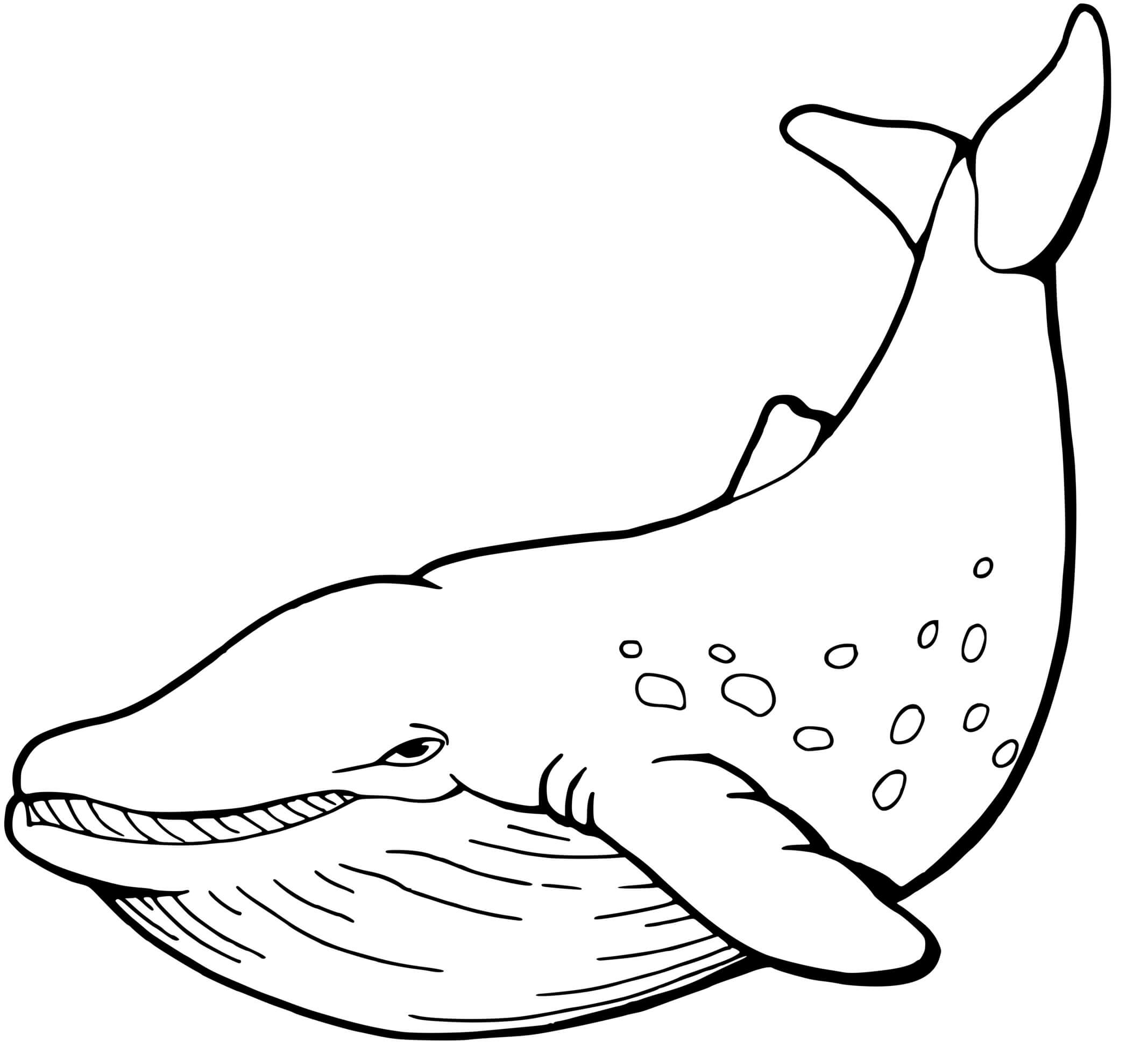 Coloriage Baleine A Bosse Animal Marin - Baleine à imprimer