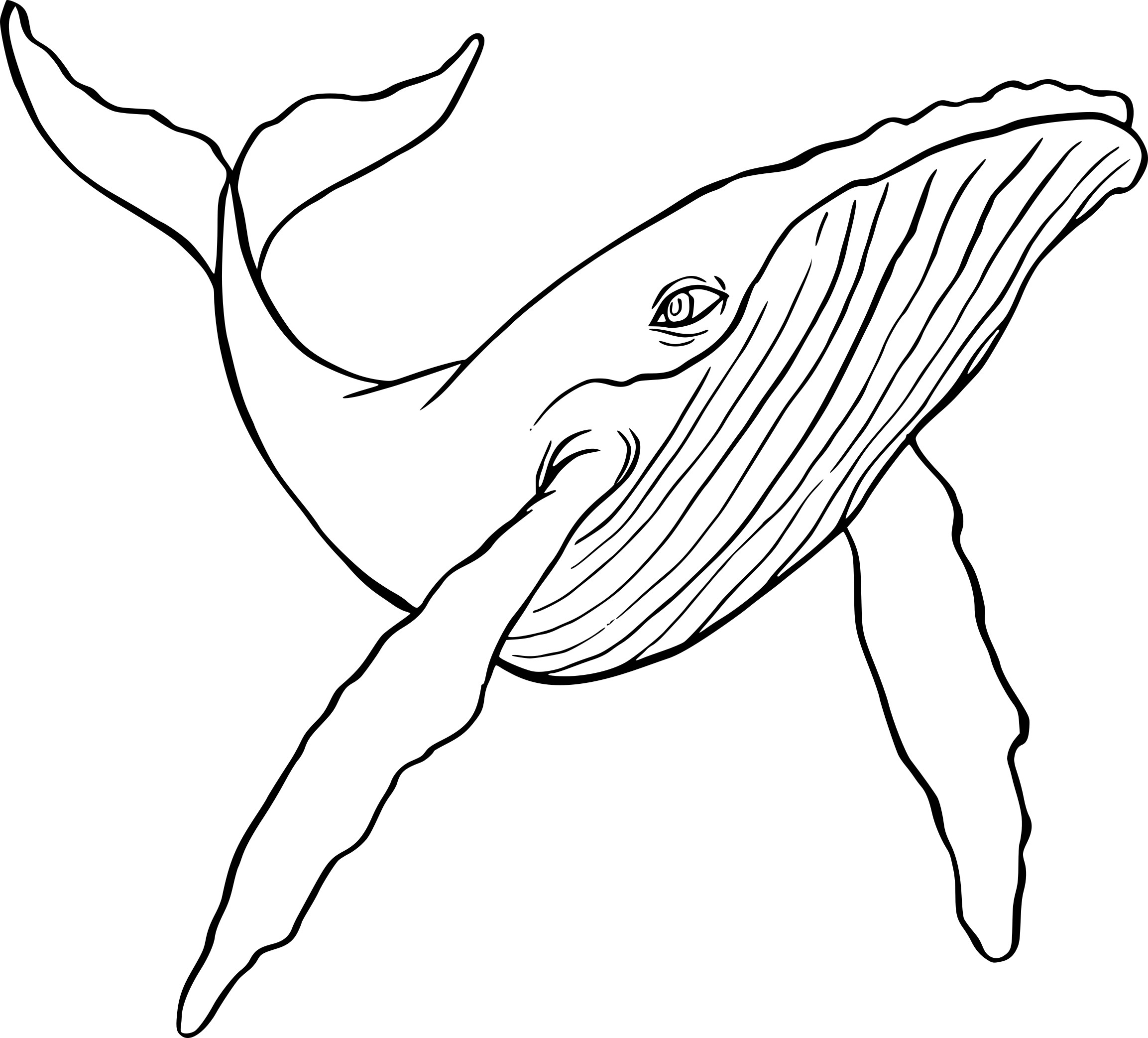 Coloriage Baleine A Bosse - Animaux de la mer à imprimer