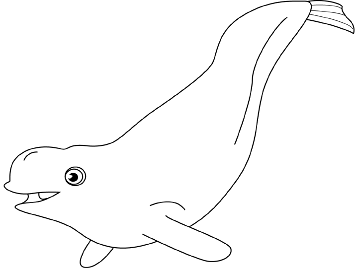 Coloriage Baleine Blanche Beluga - Animaux à imprimer