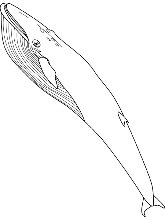 Coloriage Baleine Bleu - Poisson à imprimer