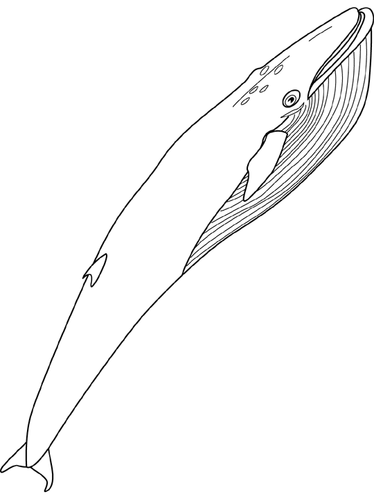 Coloriage Baleine Bleue - Animaux à imprimer