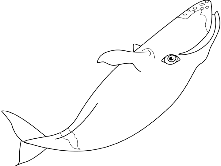 Coloriage Baleine Boreale - Animaux à imprimer