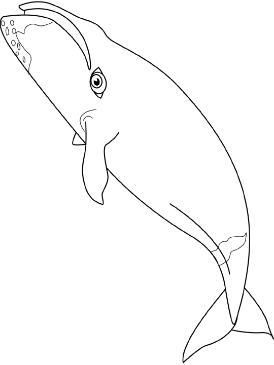 Coloriage Baleine Bowhead - Poisson à imprimer