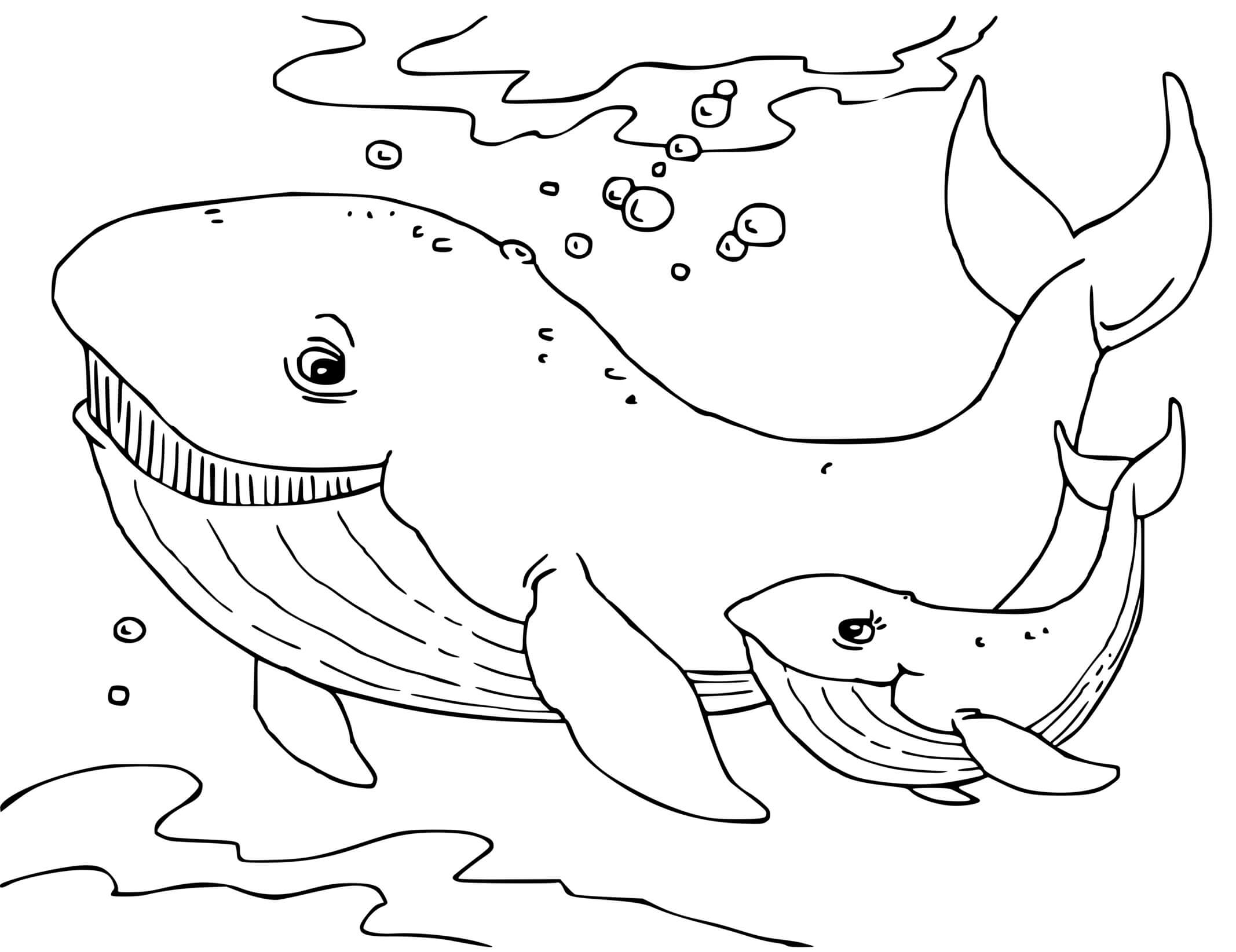 Coloriage Baleine Cachalot Mammifère Marin - Baleine à imprimer