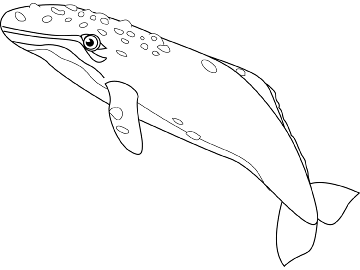 Coloriage Baleine Grise - Animaux à imprimer